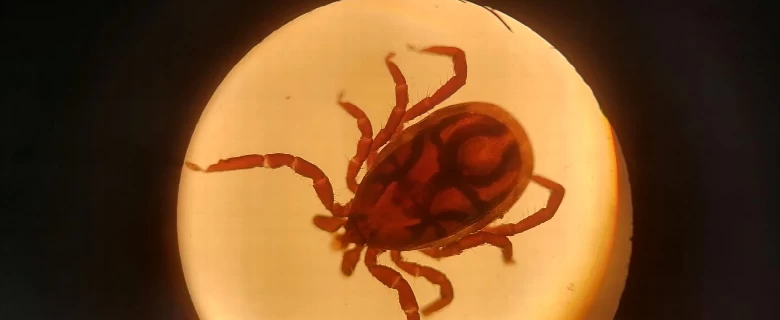 Najbolja zaštita od krpelja za pse i mačke