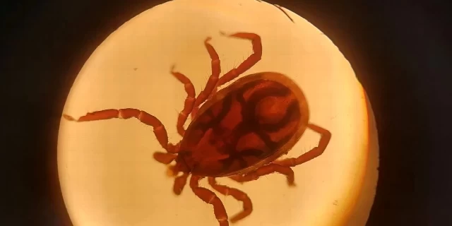 Najbolja zaštita od krpelja za pse i mačke