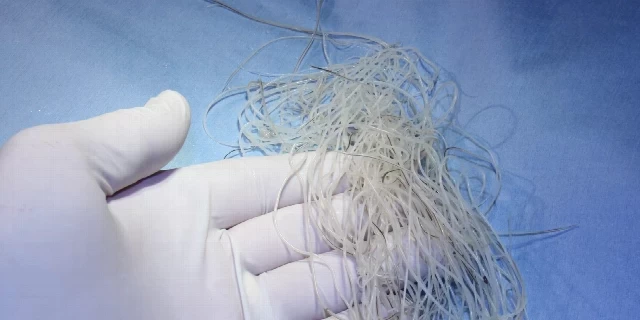 Srčani crv - simptomi, lečenje i iskustva